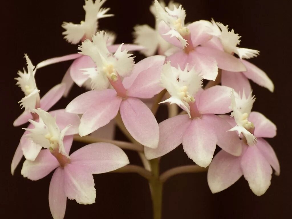 Орхидея балерина Caladenia melanema