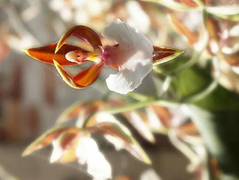 Орхидея балерина Caladenia melanema