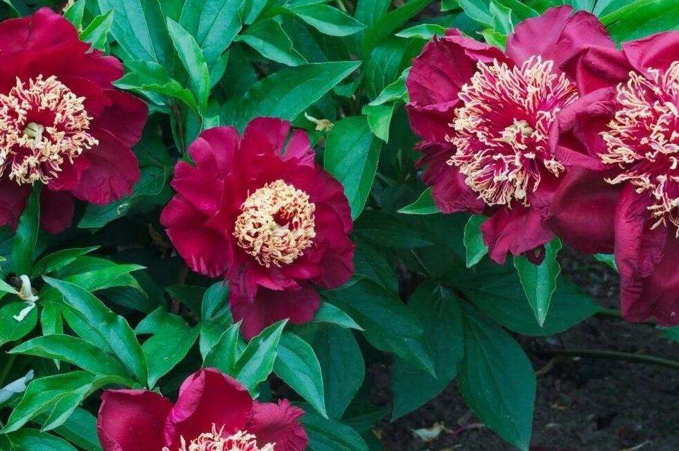 ᐅ Півонія "Аристократ" (Paeonia "Aristocrat") купити за ціною виробника інтернет