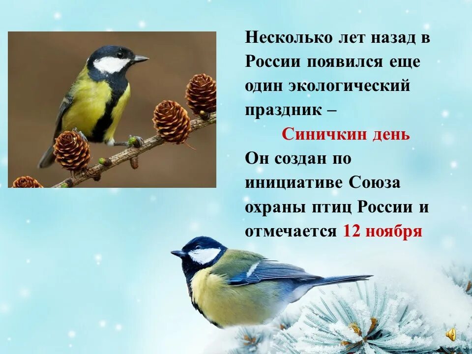 12 Ноября Синичкин календарь. Синичкин праздник 12 ноября. Экологический праздник Синичкин день 12 ноября. День синички 12 ноября.