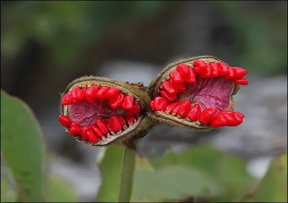 Самые уродливые цветы