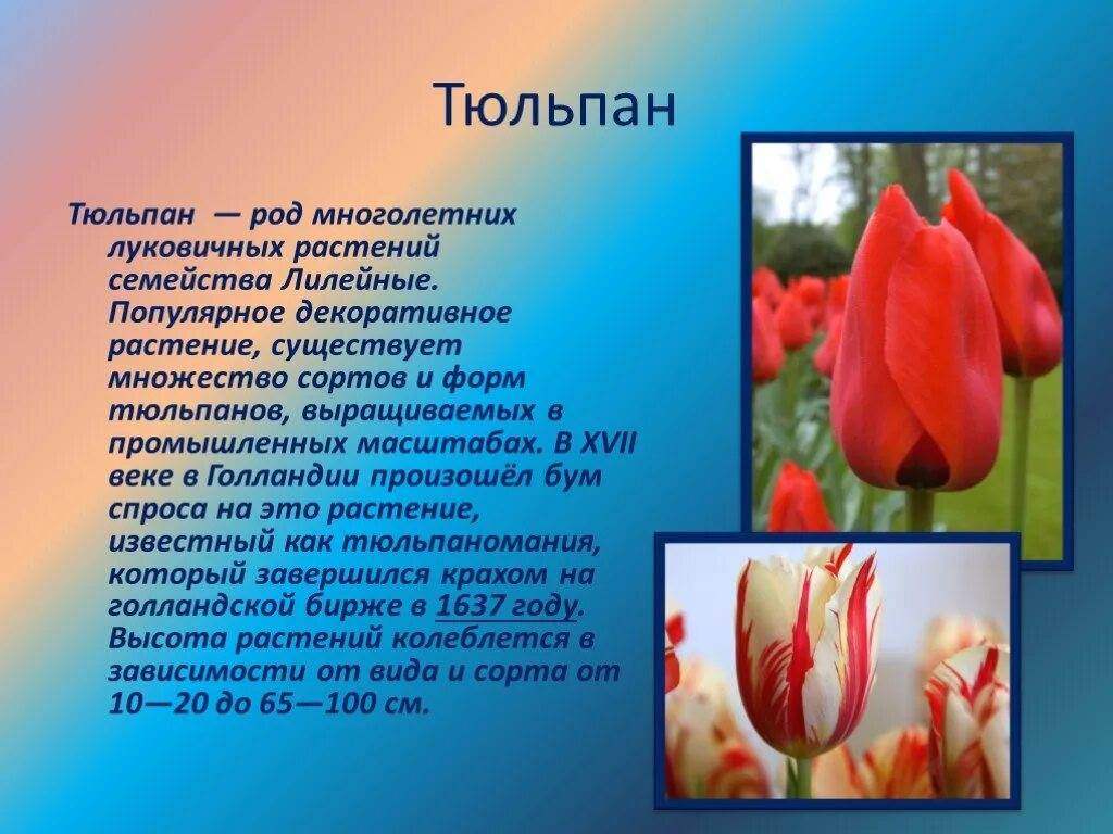 Факты о тюльпанах. Семейство Лилейные строение тюльпана. Лилейные тюльпаны. Описание тюльпана. Описание цветка тюльпана.
