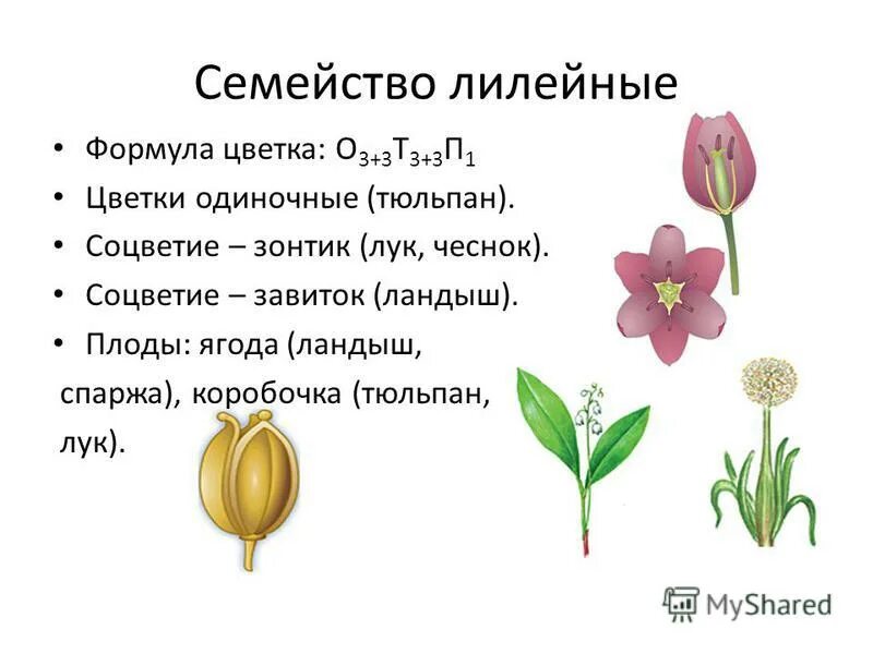 Тюльпан схема растения