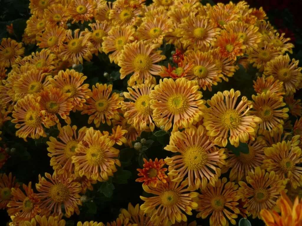 Хризантема Chrysanthemum