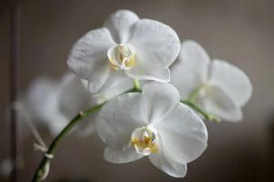 Белая орхидея фаленопсис 9