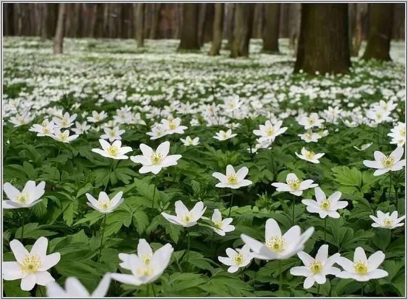 Белые лесные цветы 17