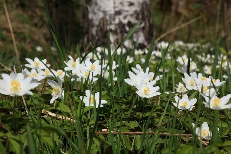 Белые лесные цветы 18