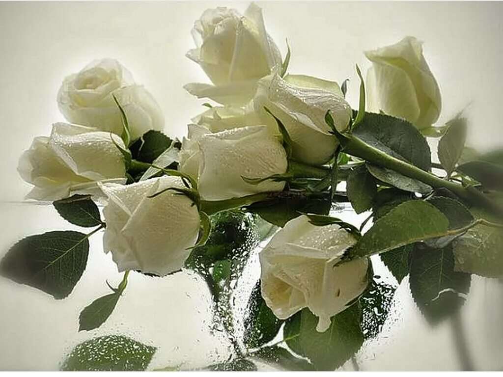 Белые розы открытки красивые с днем рождения 9