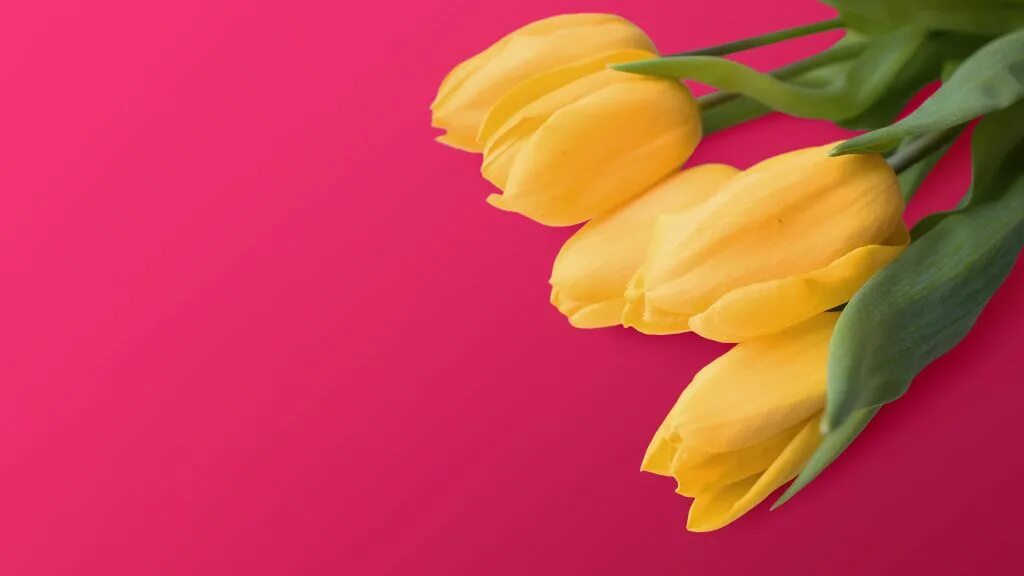 Желтые тюльпаны фон 19