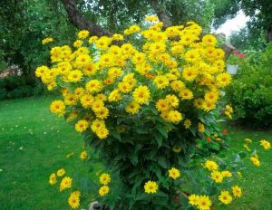Желтые цветы многолетние высокие 9