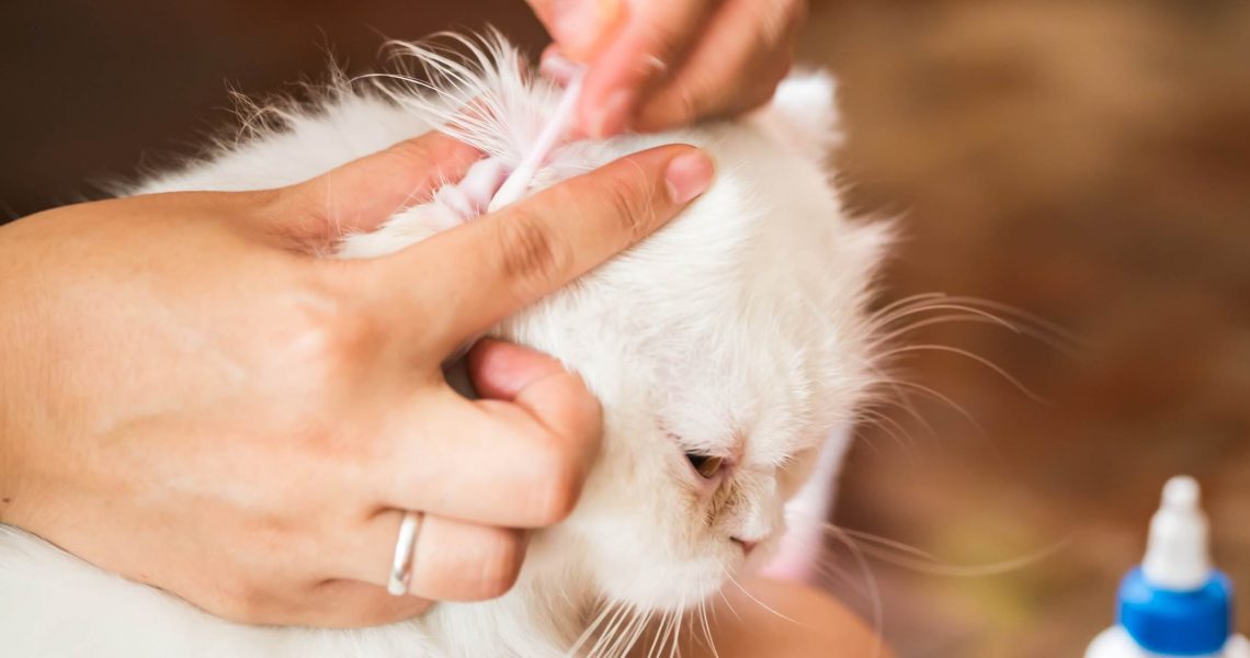 Как чистить уши кошке от ушного клеща в домашних условиях