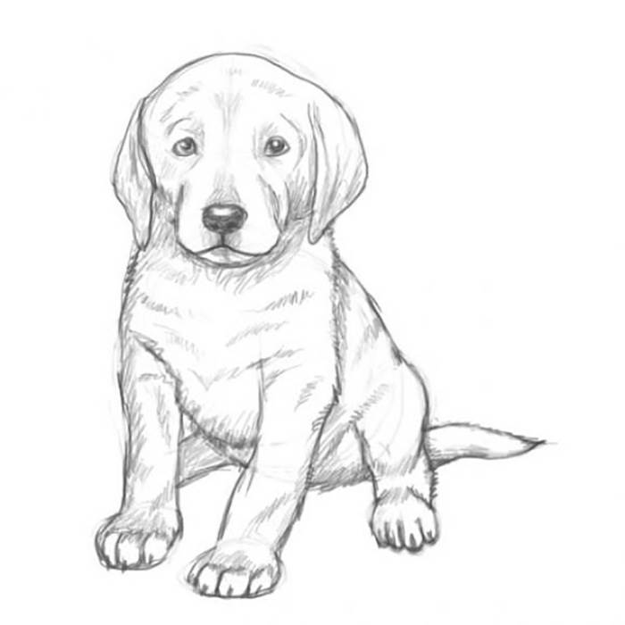 Картинки для срисовки собак карандашом 28