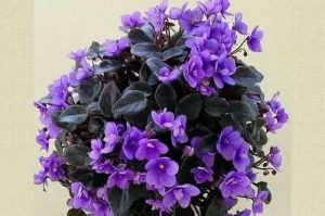 Комнатные фиолетовые цветы 9
