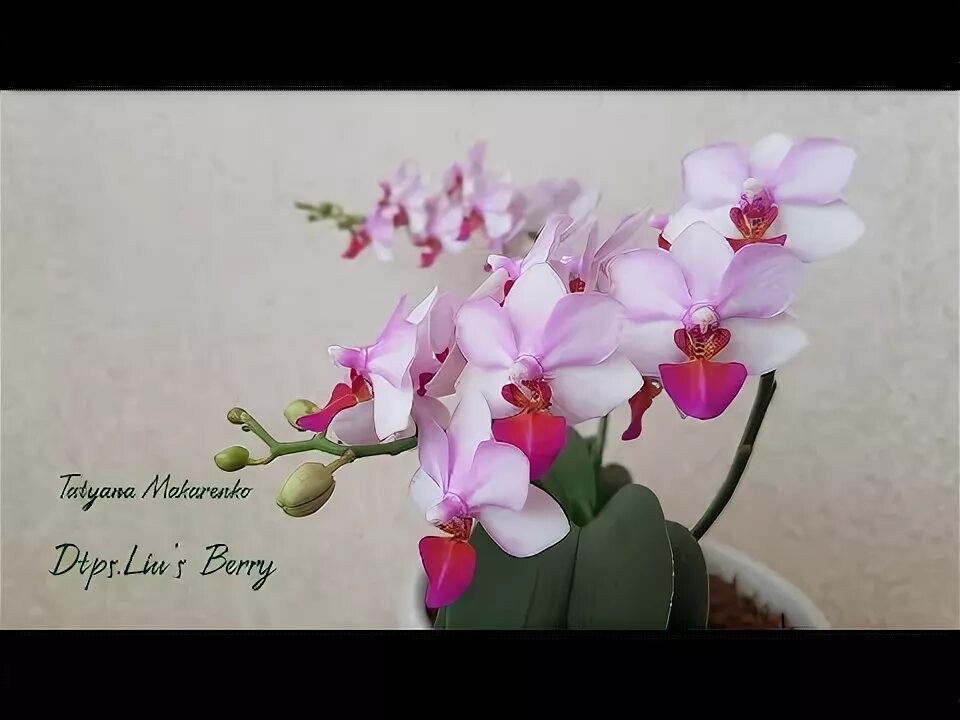 Льюис берри орхидея 11