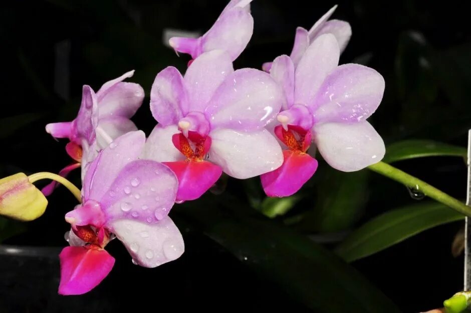 Льюис берри орхидея 14