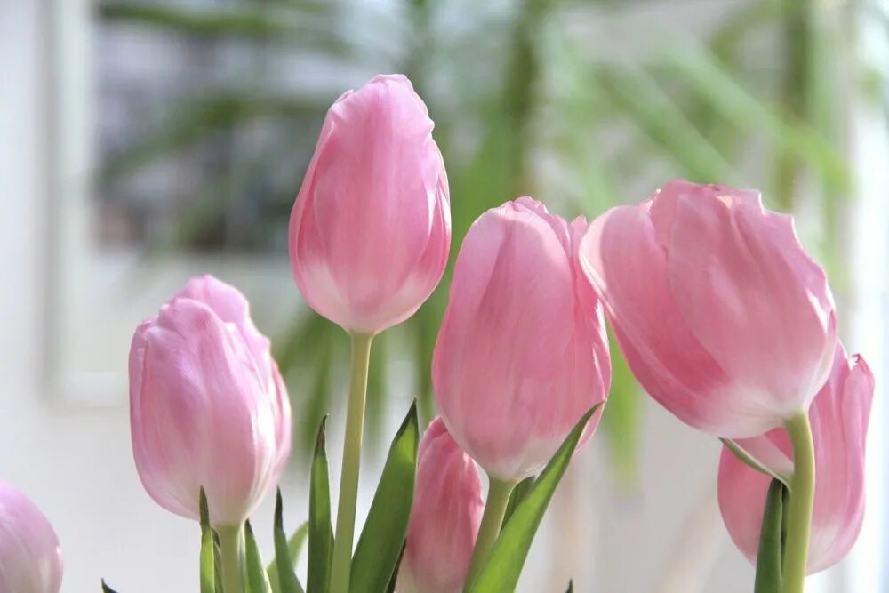 Нежно розовые тюльпаны 10