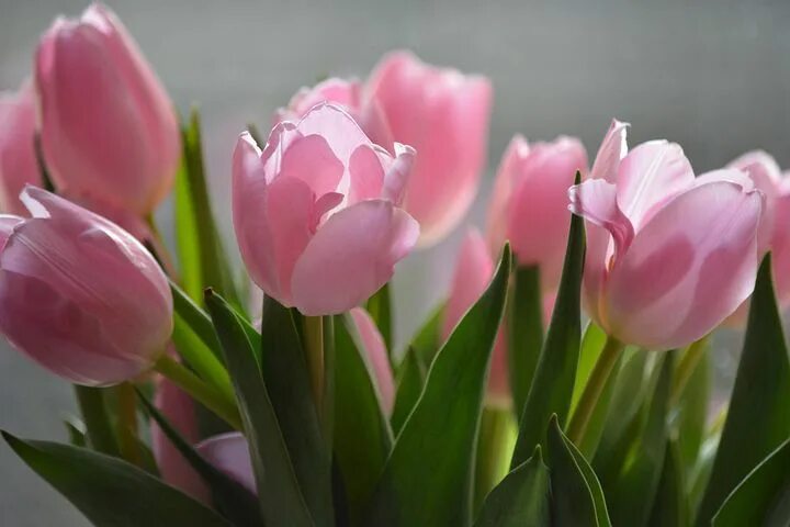 Нежно розовые тюльпаны 7
