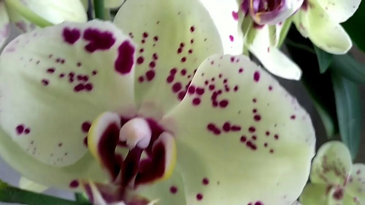 Орхидея альбуфера 1