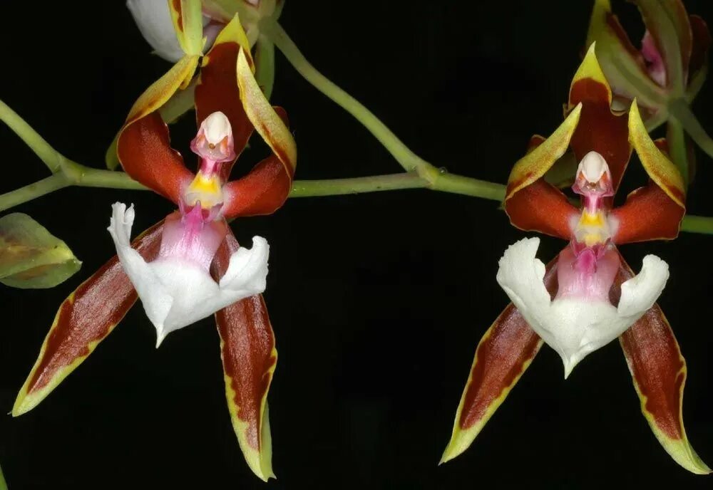 Орхидея балерина 1