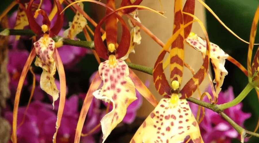 Орхидея балерина 11
