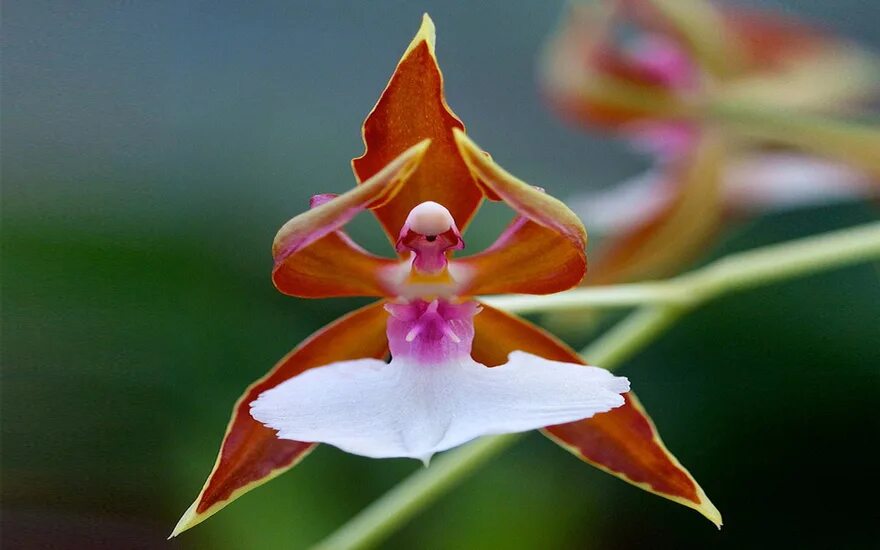 Орхидея балерина 6