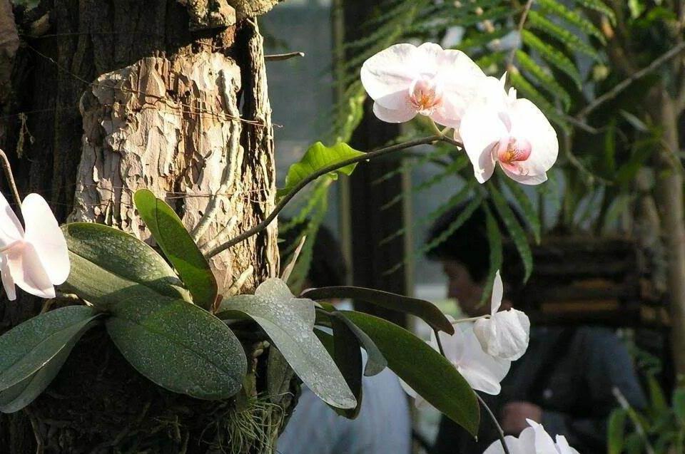 Орхидея в живой природе 1