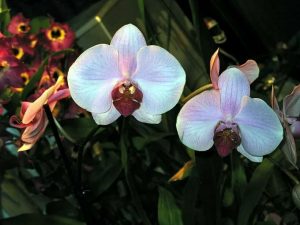 Орхидея кливленд 9
