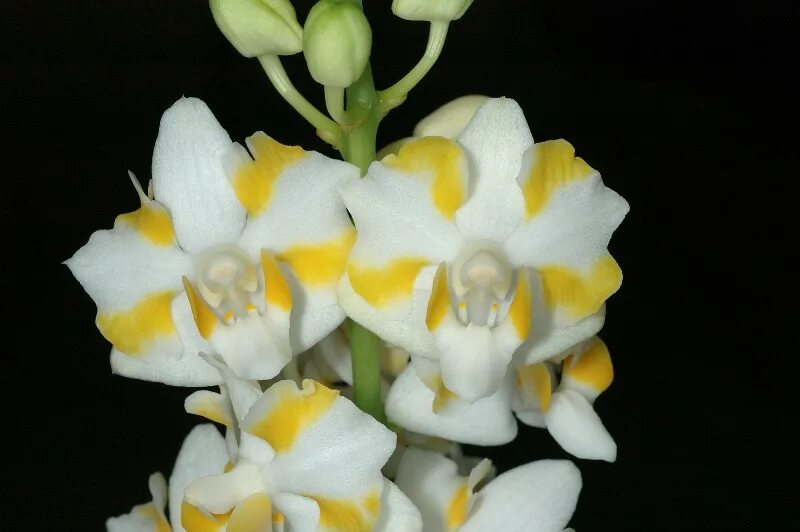 Орхидея пульчерима 1