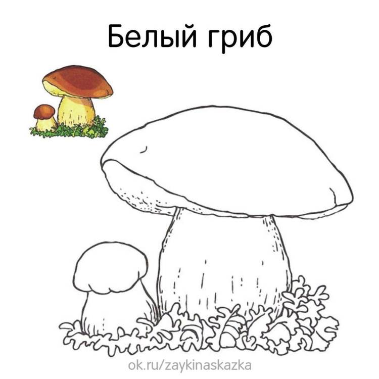 Раскраска съедобные грибы для детей 09