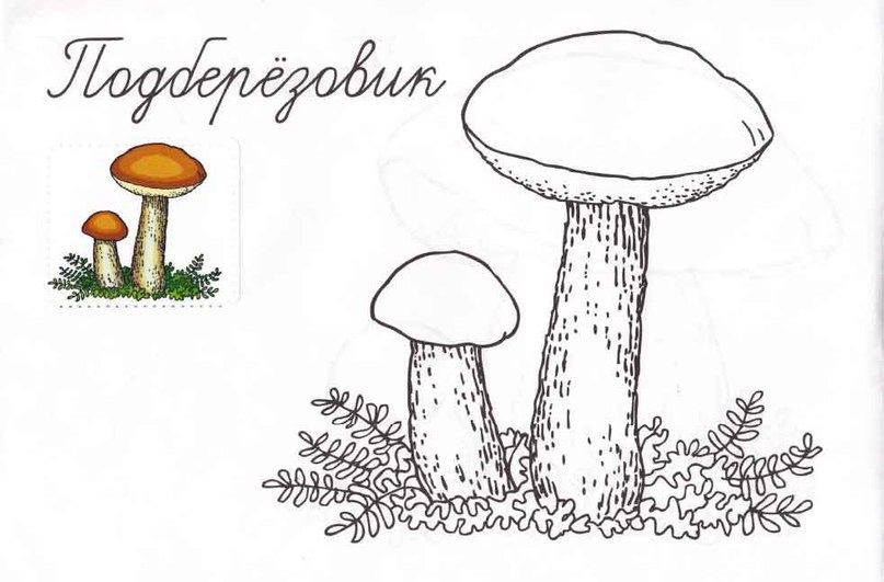 Раскраска съедобные грибы для детей 15