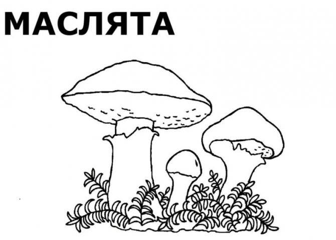 Раскраска съедобные грибы для детей 19