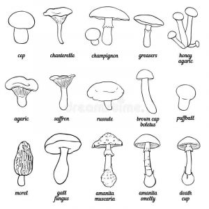 Раскраска съедобные грибы для детей 27