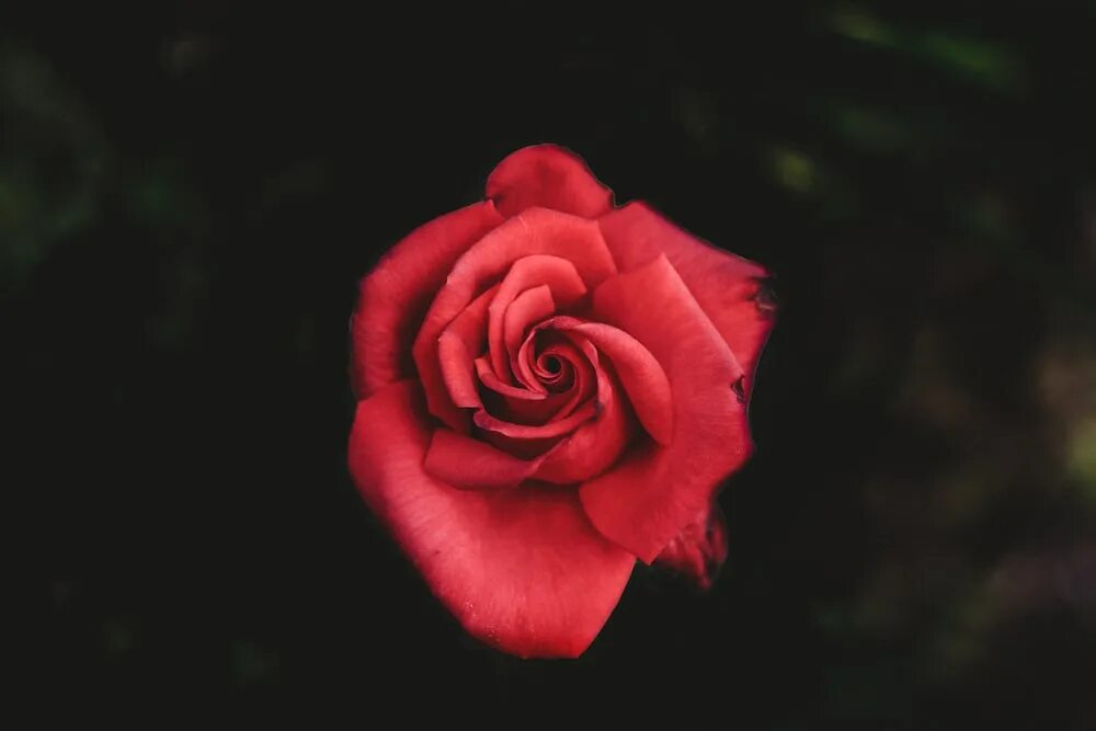 Роза вид сверху 13