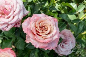 Роза лилак топаз 9