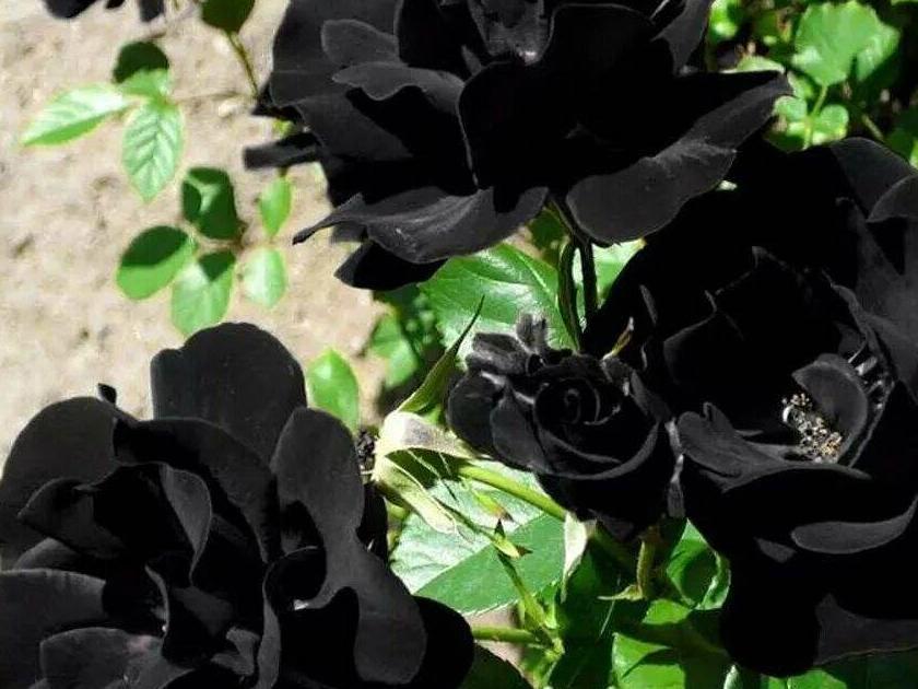 Роза черная королева 19