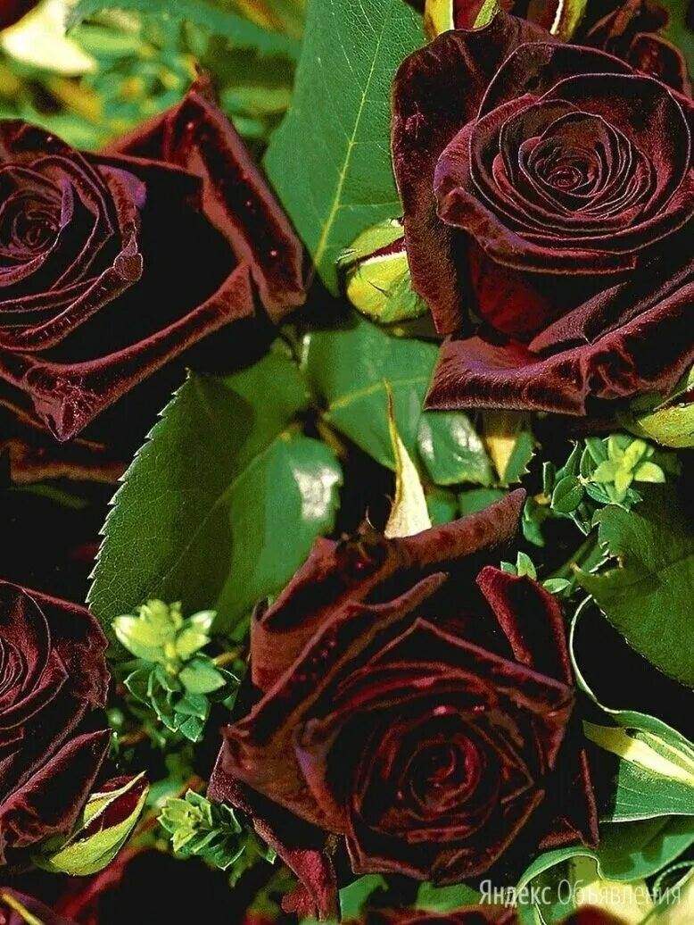 Роза черная королева 25