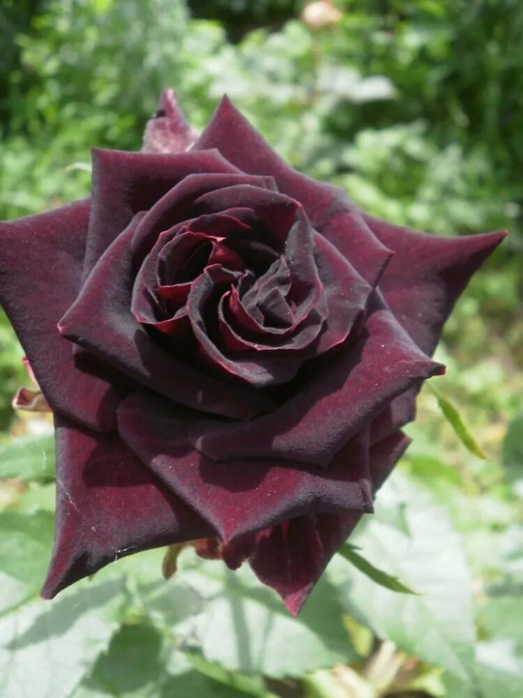 Роза черная королева 29