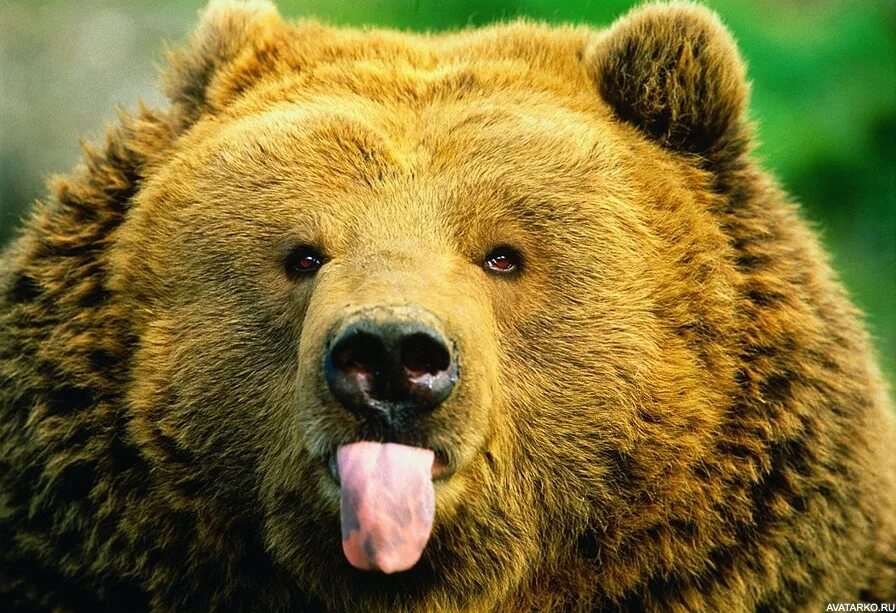 Смешные картинки с медведями 6