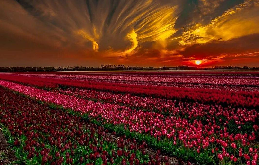 Тюльпаны на закате 8