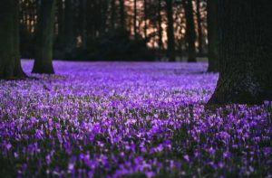 Фиолетовые цветы в лесу 9