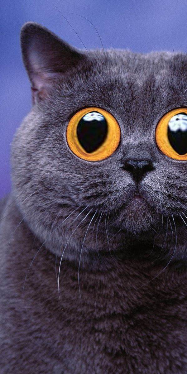 Фото с большими глазами кота 01