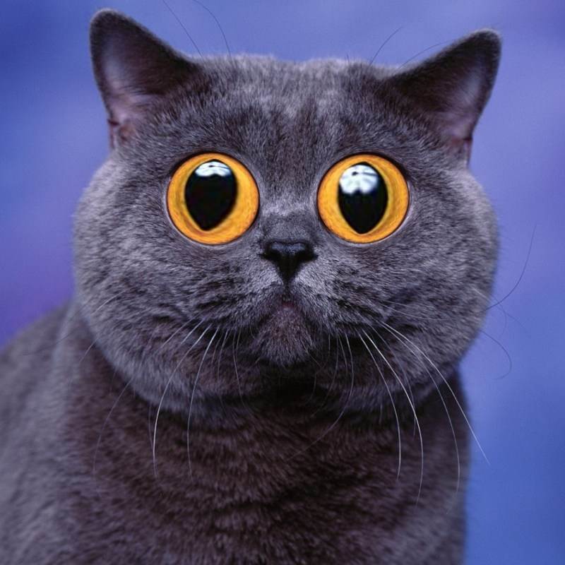 Фото с большими глазами кота 08