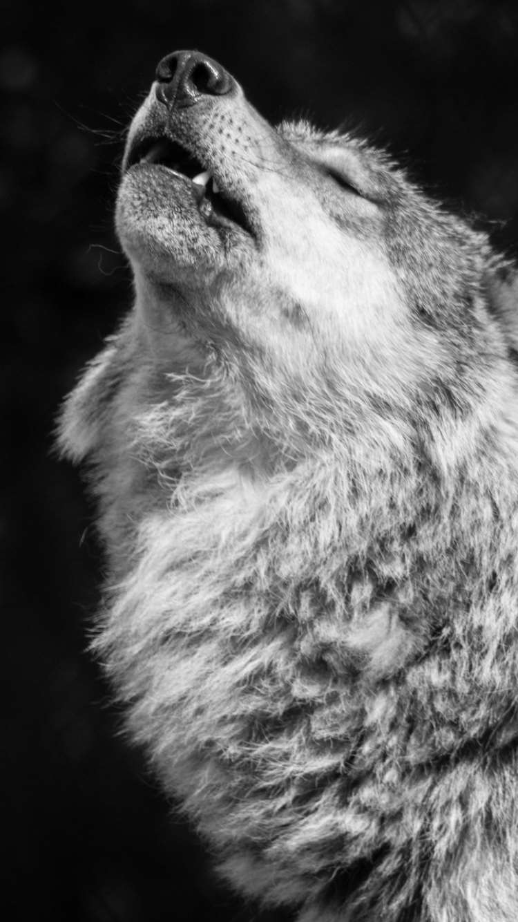 Фото волк на телефон для заставки 17