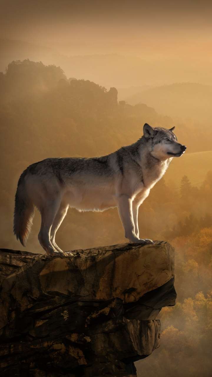 Фото волк на телефон для заставки 19
