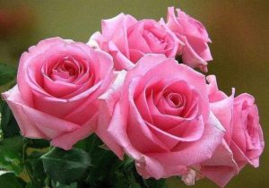 Замечательные открытки розы для любимой 9