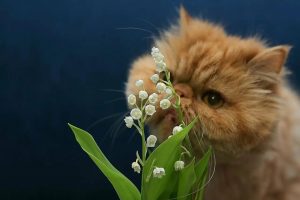 Котик с букетом весенних цветов на доброе утро 9