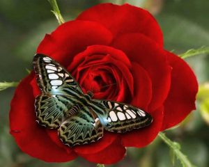 Бабочка летает над букетом красных роз   прикольные картинки 9
