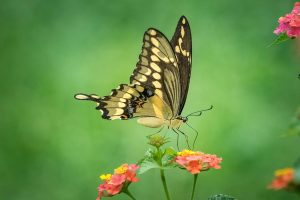 Бабочка летает над букетом цветов   прикольные картинки 9
