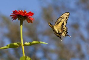 Бабочка летает над радужным цветком   интересные картинки 9