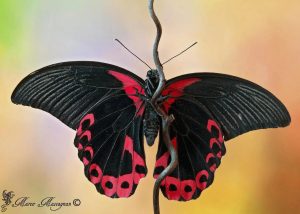 Бабочка с красными и черными крыльями   картинки 9